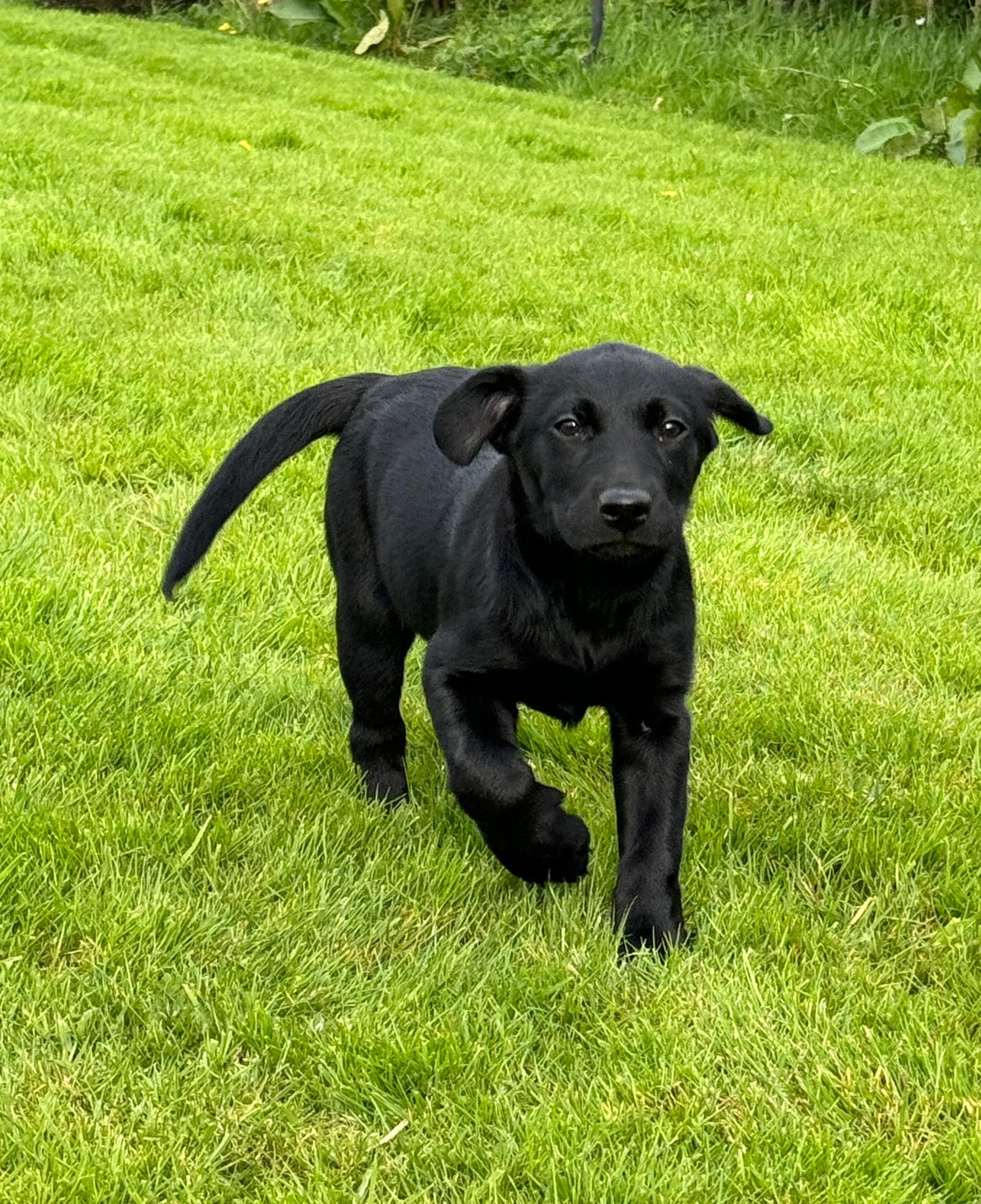 Training Puppies with Natural Treats: Setting Good Habits Early