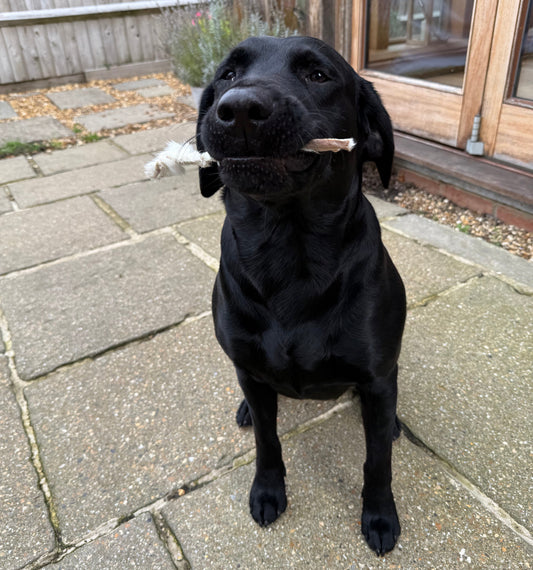 Why Natural Dog Treats Are Better for Your Dog | Benefits Explained