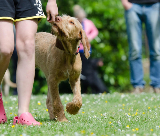 How to Use Natural Treats in Dog Training: A Guide for Owners