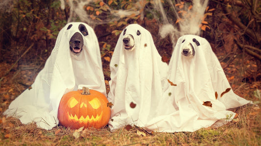 Dogs dressed as ghosts for halloween with a carved pumpkin